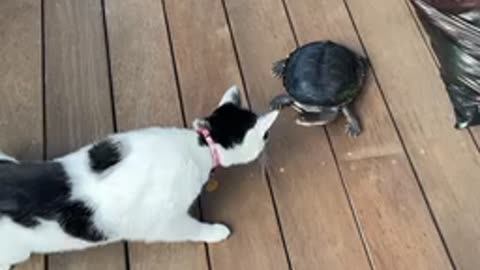 What IS that?!