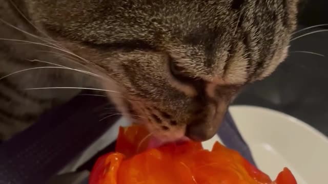 Cute Cats Eating Fruit #11 - Cute Cats