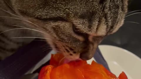 Cute Cats Eating Fruit #11 - Cute Cats