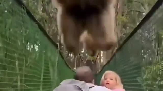 Mr. Monkey close Encounter