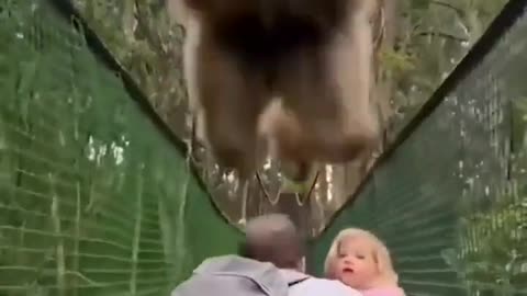 Mr. Monkey close Encounter