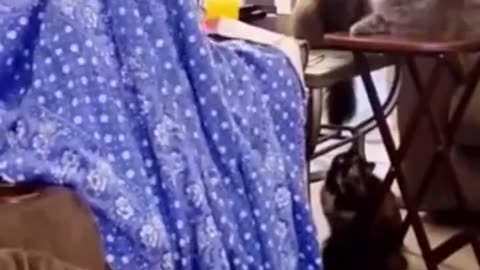 let's laughing with cute cat