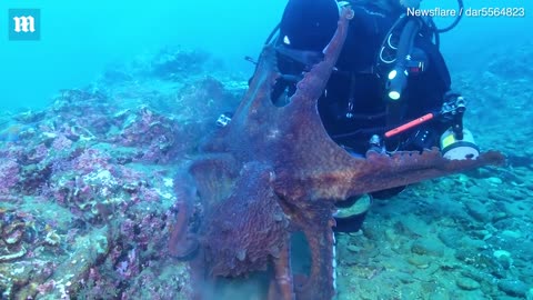 A giant octopus attacked diver - Animal lovers #animalattacks