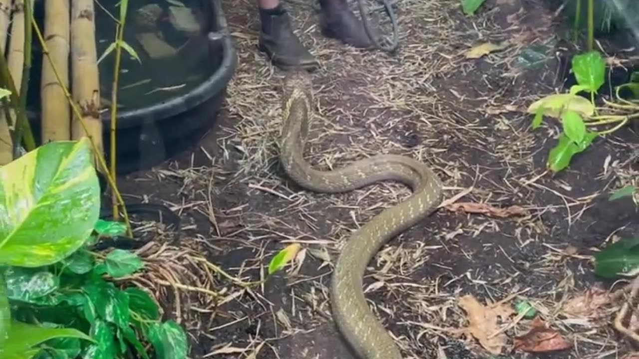 King Cobra Drinks from hose! #short #shorts #animal #wildlife #kingcobra #nature