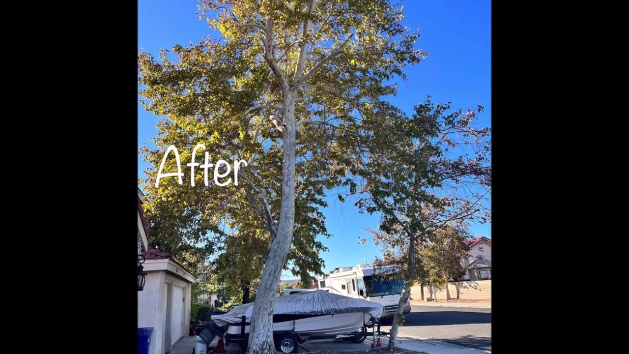 V&J Tree Service