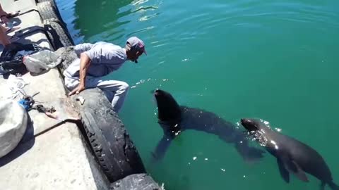 Kiss from a seal