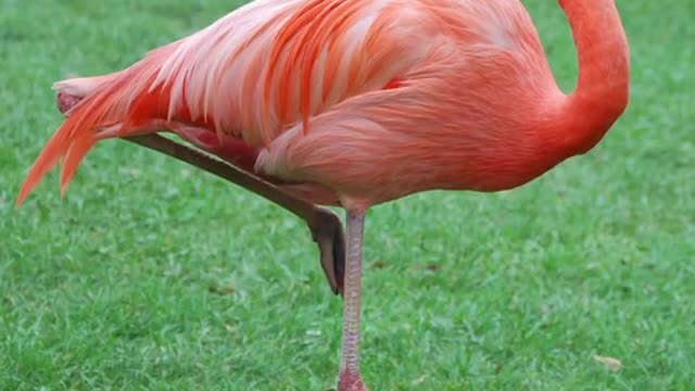 Ever wondered why flamingos stand on one leg? Well scientists are