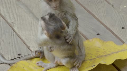 Cute Baby Monkey Playing With Leaves In Bali