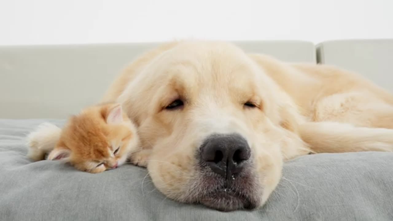 Funny Animal Video #JustforFun #Funny <3 #Cats&Dogs #Cat Video 31