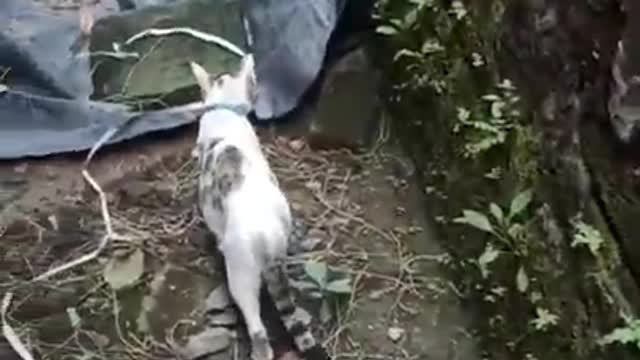 Funny cat beautiful cat videos