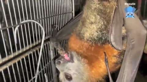 Rescue of a very skinny flying-fox this is Dandelion