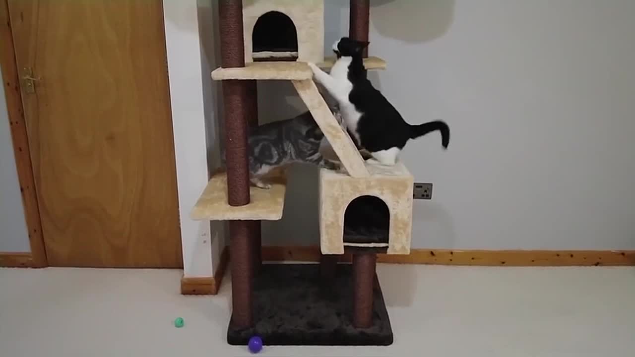 Cats & Kitten React To New Cat Tree