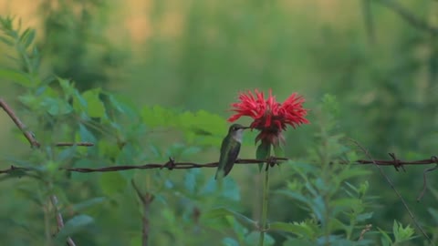 Cute Hummingbird and flower