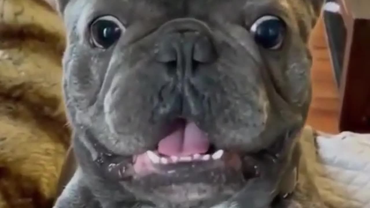 Top 10 funny animal video