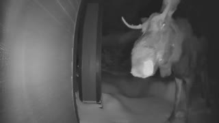 Heavy Snow Brings Moose to Front Door