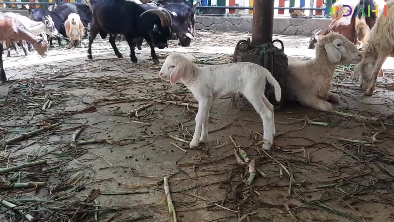 chèvres moutons mignons manger