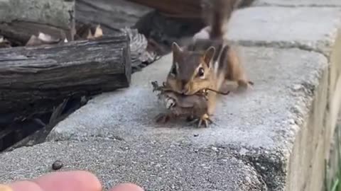 Cute Squirrel Eating Nuts