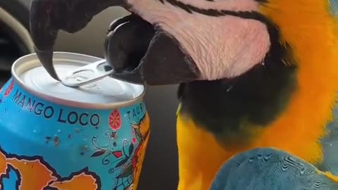 EDUCATED BIRD OPEN CAN FOR WOMAN