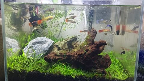 Home Fish Aquarium