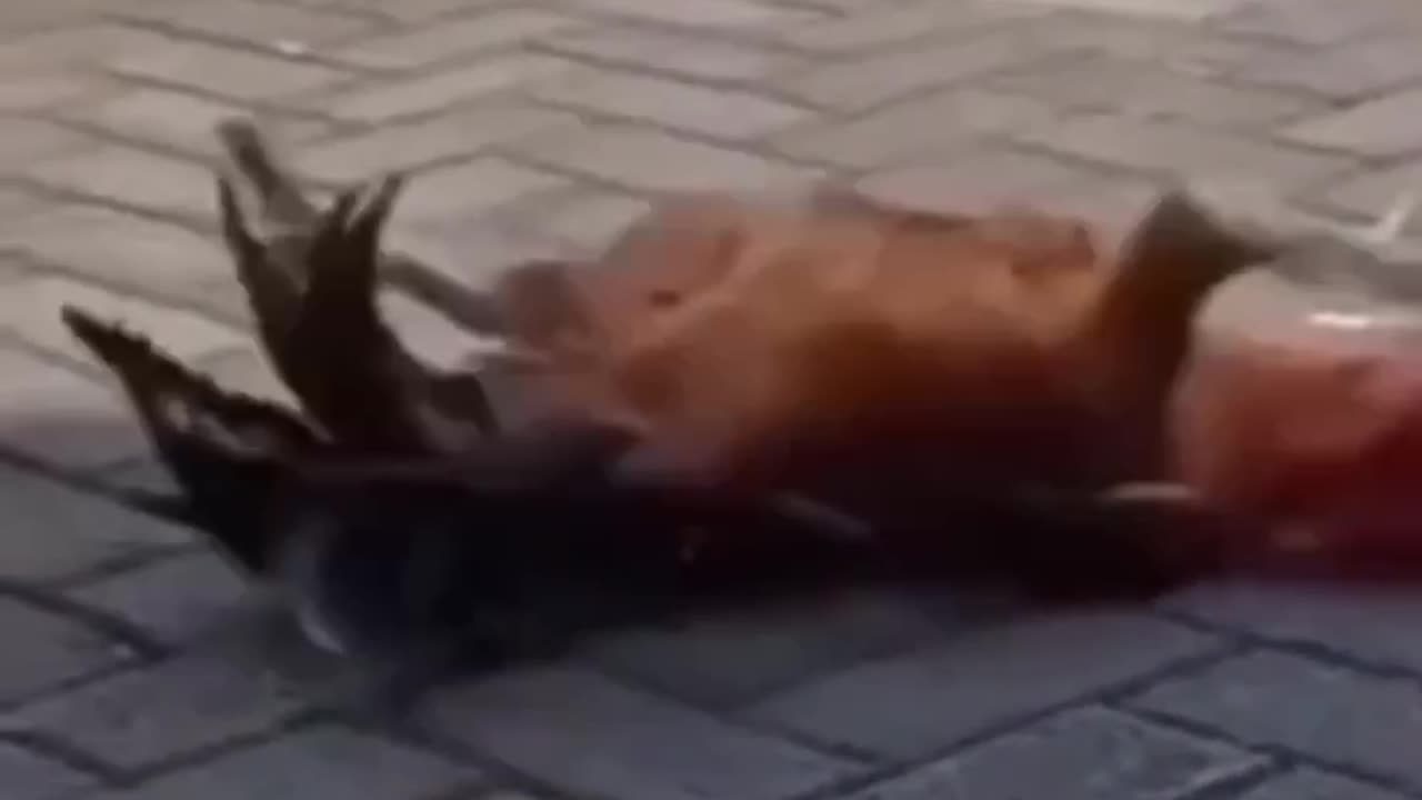 wowanimals