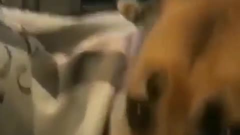 Dog Vs cat are playing so funny video animal pet