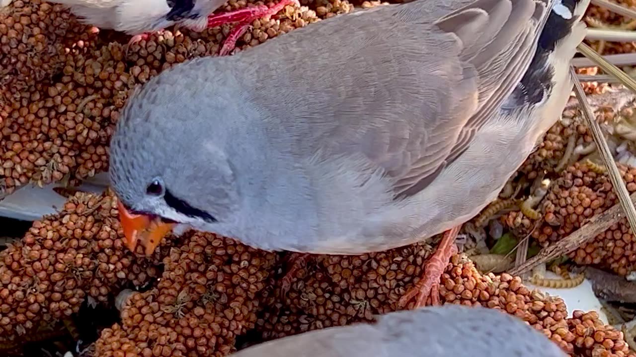 Zebra Finch Birds