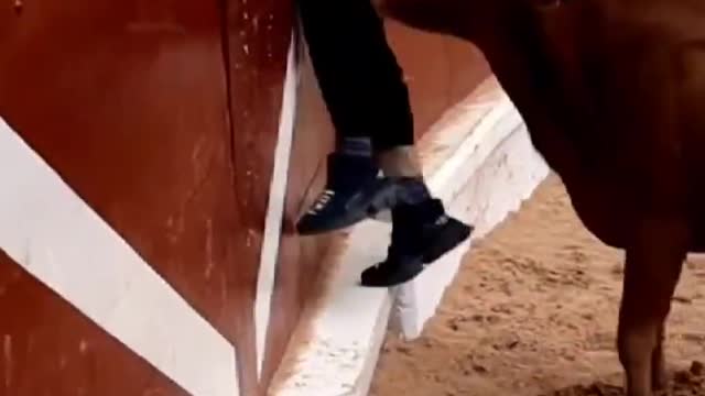 اسپین میں بیل فائٹنگ 2022 bull fighting in Spain