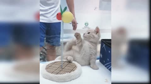 Cute kitten behavior