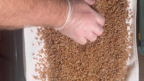 Perfect rye berry drying for your mushroom spawn #mushrooms