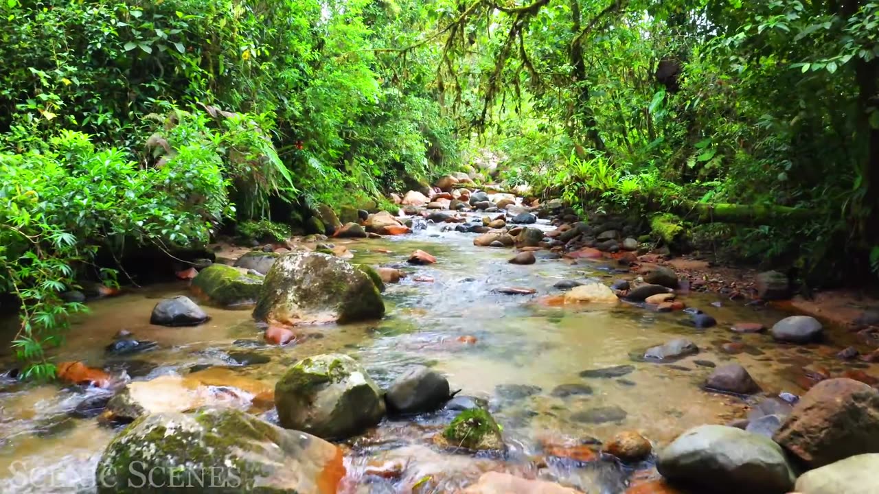 The Healing Power Of Nature Sounds a Journey to Forest