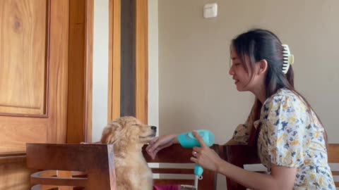 Puppy Falls Asleep During Blow Dry