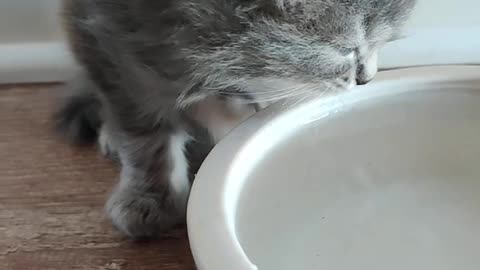 Lil Kittens Drink Water