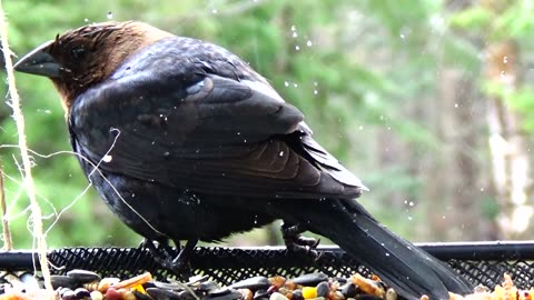 Cowbird