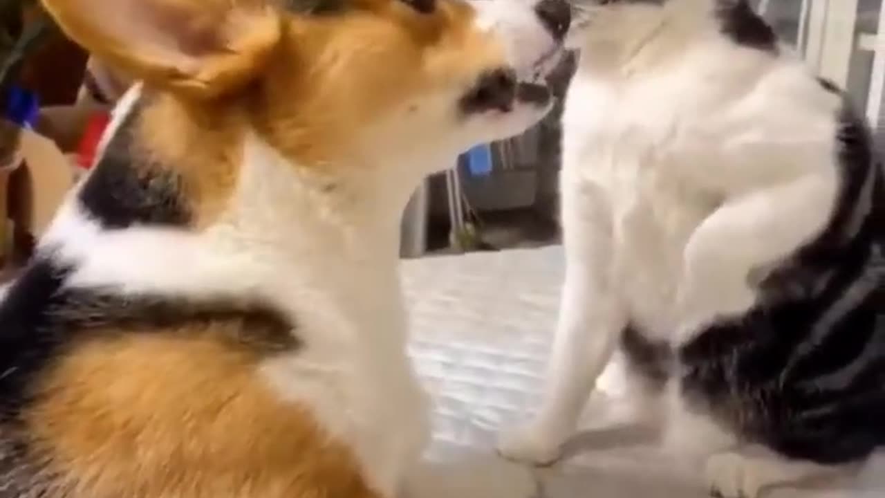 Funny cat and dog fighting