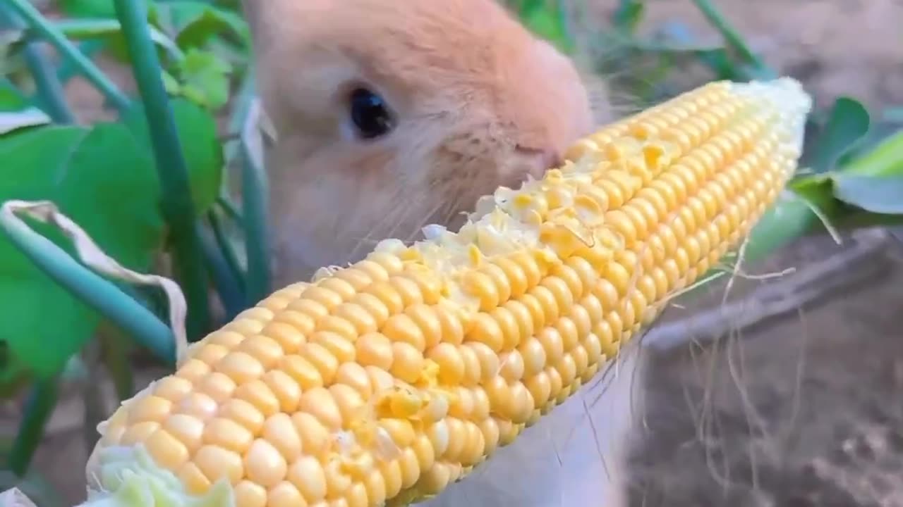 Rabbit eat corn 😍