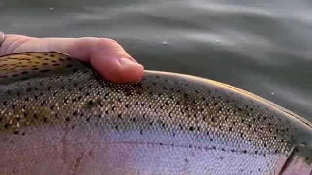 Do any other trout fight as hard as a big rainbow