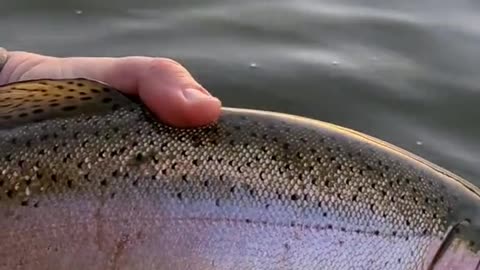 Do any other trout fight as hard as a big rainbow