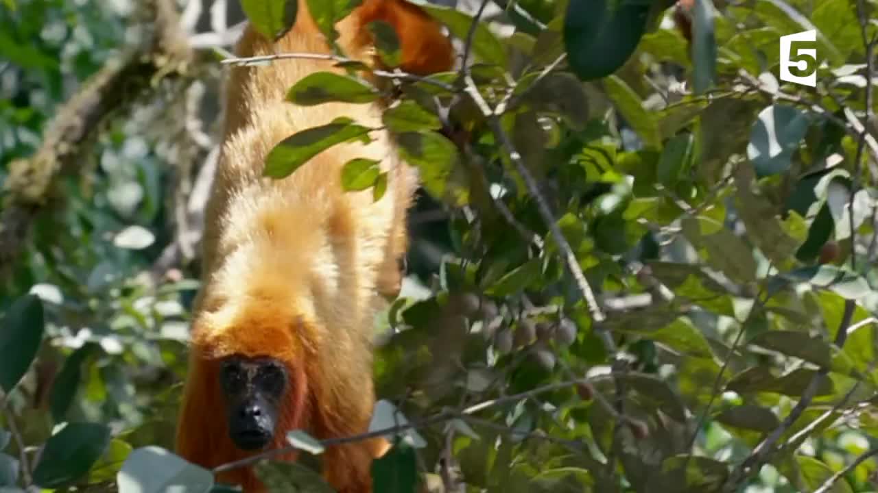 This bird kills and eats monkeys (eng subs)