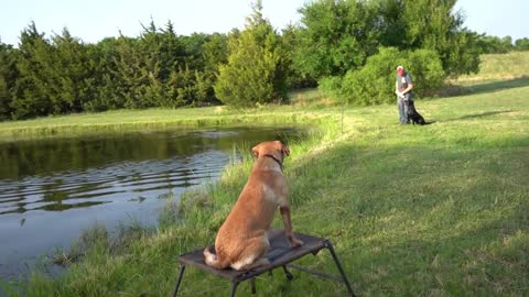 Training My Labrador Retriever with Live Pigeons!