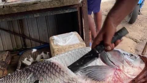 Wow! 30 Kg Big Catla Fish Cutting By Village Fisherman