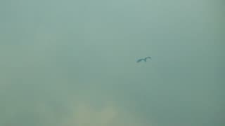 Blue Heron Escaping a Forest Fire