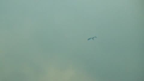 Blue Heron Escaping a Forest Fire