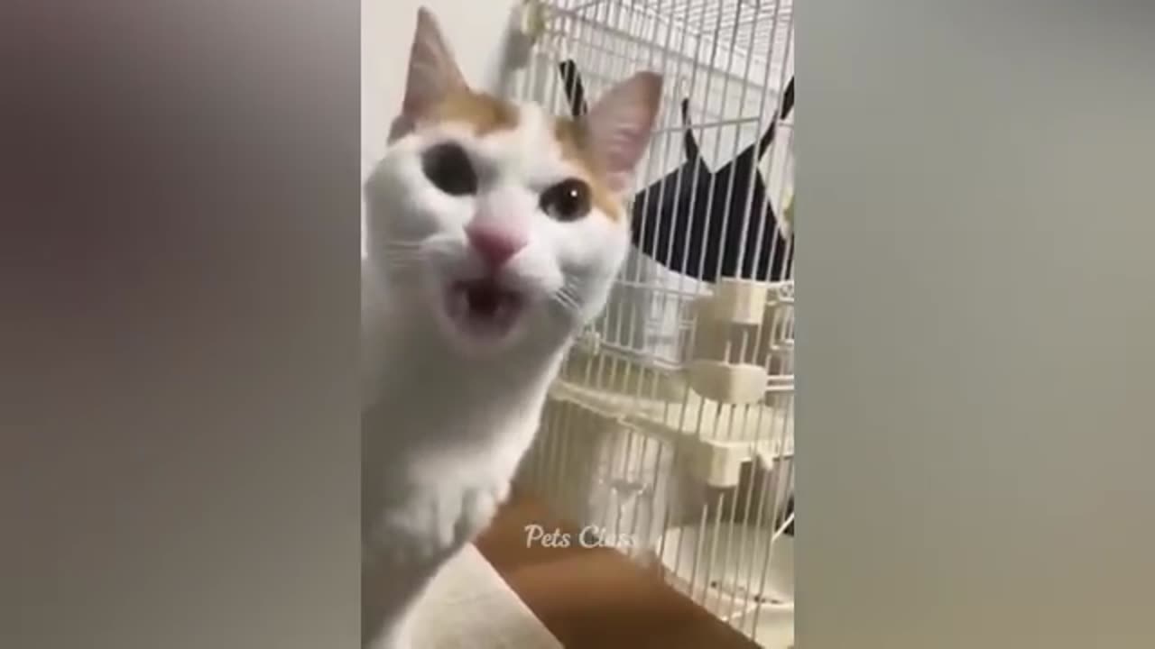 funniest videos of dogs and cats