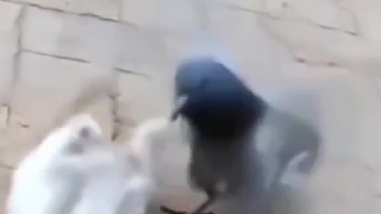 Funny videos