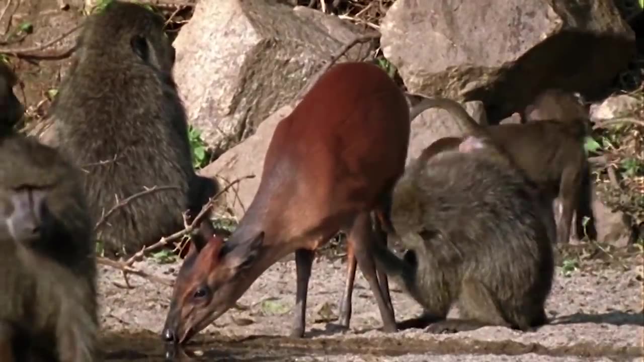 Monkey Hunters (Baboons Vs Lions Documentary)