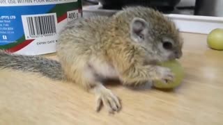 Rescued Africa Tree Squirrel