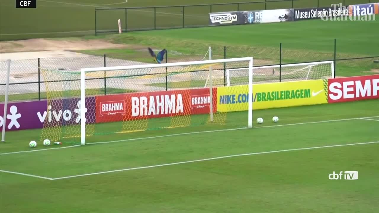 Parrot lands on head of Brazilian footballer during practice match