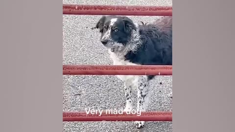 Dogs Being Jerks to Owners