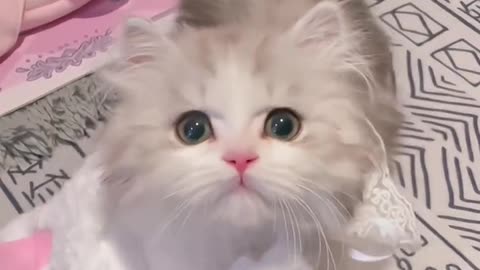 Cute cats