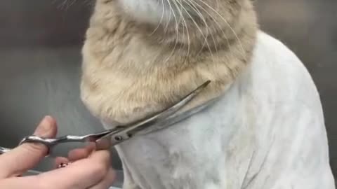 cat haircut